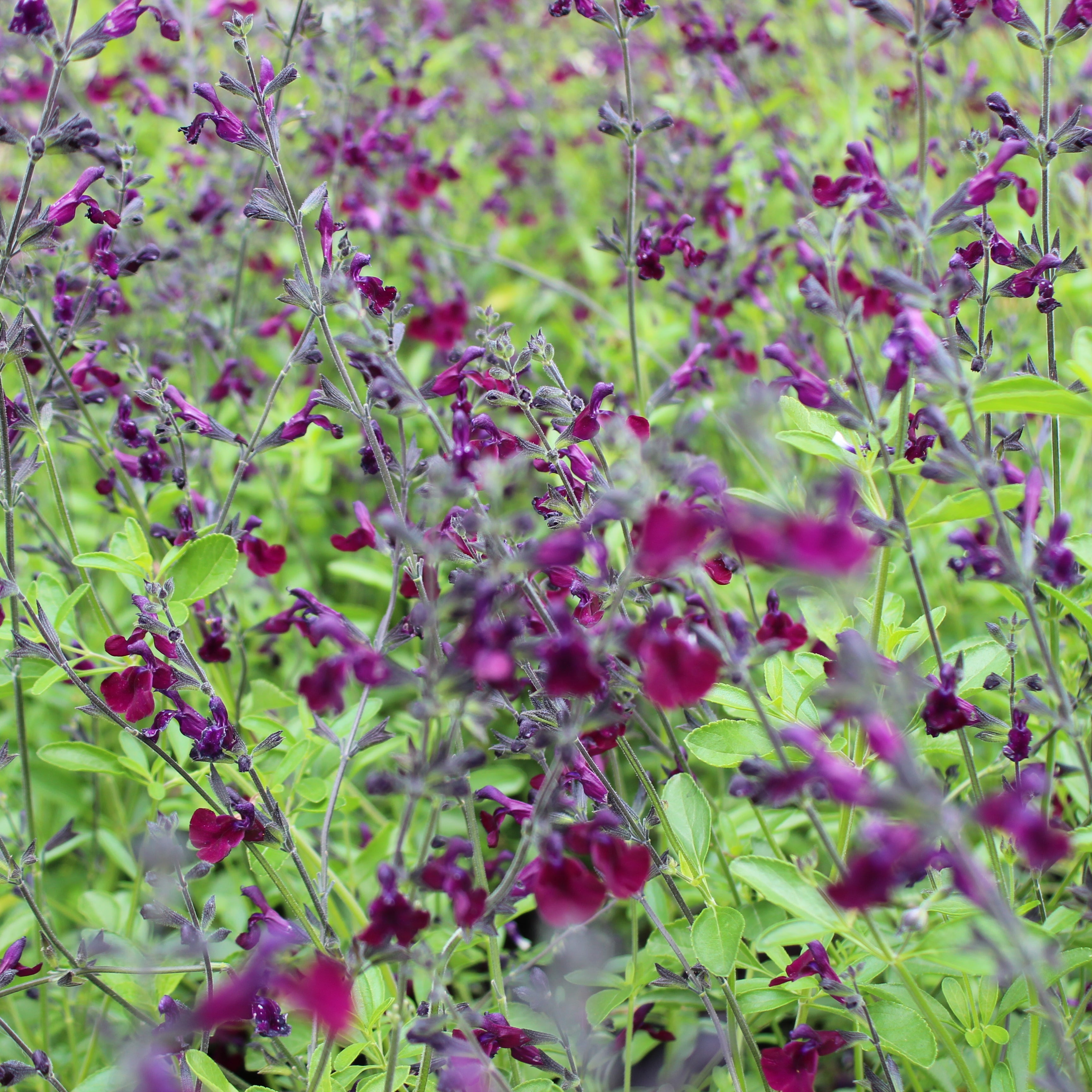 Salvia 'Nachtvlinder'