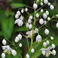 Thalictrum Splendide White