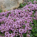Thymus serphyllum
