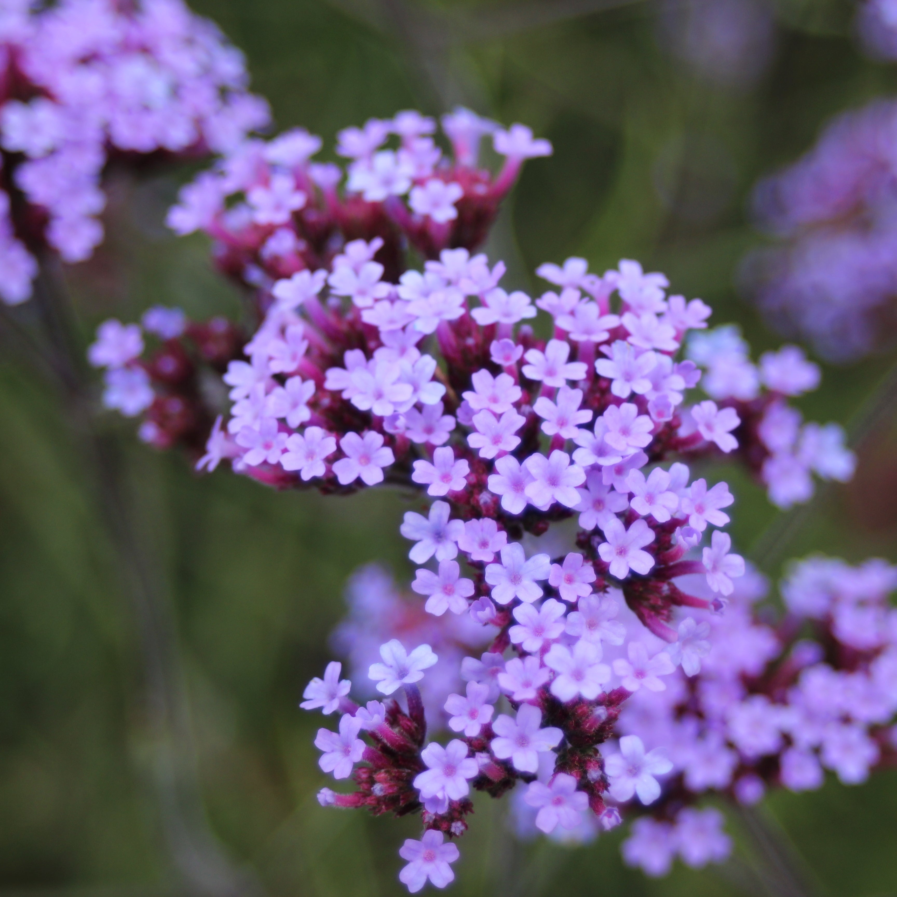 Verbena bonariensis