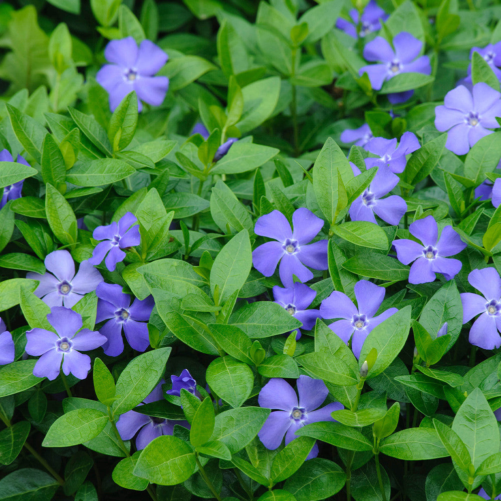 Vinca minor