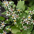 Aster divaricatus (Symphyotrichum)