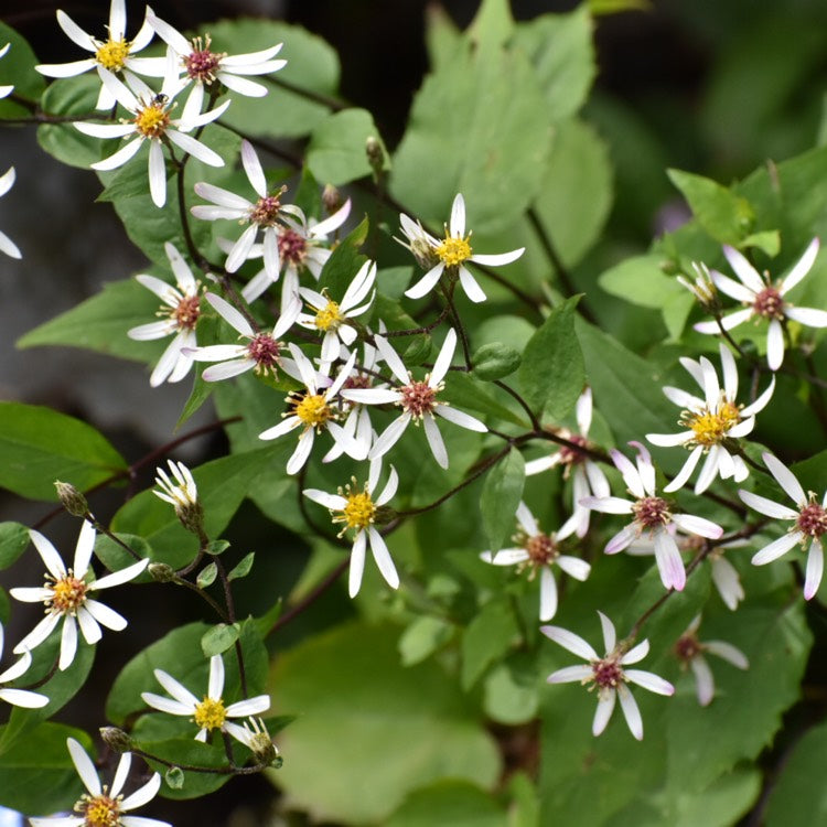 Aster divaricatus (Symphyotrichum)