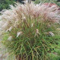 Miscanthus sinensis 'Kleine Silberspine'