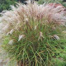 Miscanthus sinensis 'Kleine Silberspine'
