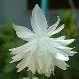 Photo of Aquilegia vulgaris 'White Barlow'